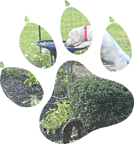 paw print icon on white background flat style dog cat beer paw symbol black animal paw print sign paw prints logo vector
